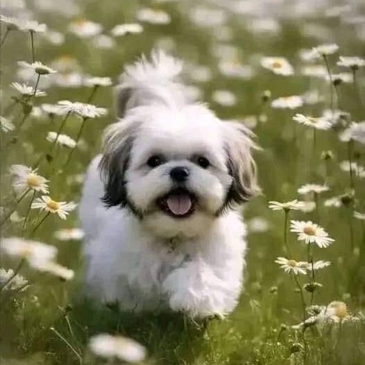 white and black Shih Tzu puppy walking in grass with white flowers