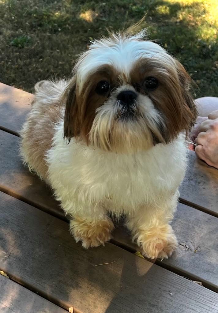 A small, fluffy dog with white and brown fur sits on a wooden picnic table outdoors, looking directly at the camera.