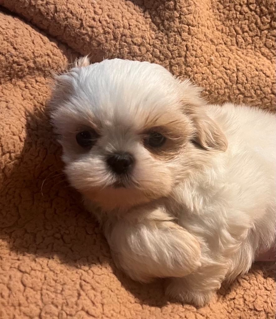 creme color Shih Tzu puppy