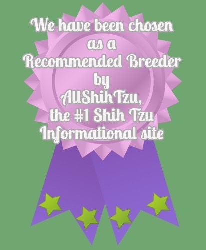 chosen as a recommended breeder by AllShih Tzu the #1 Shih Tzu informational site