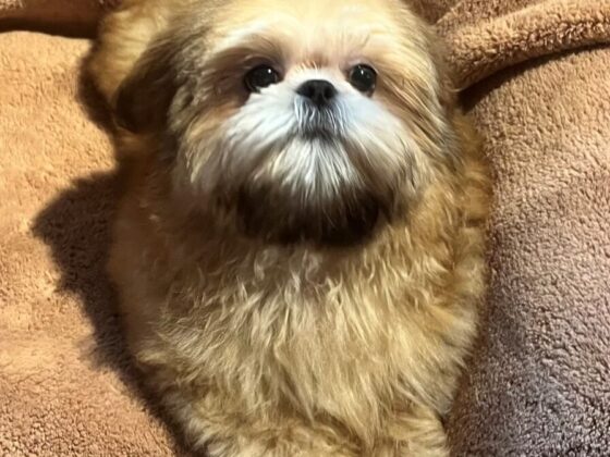 A small, fluffy dog with a brown and white coat sits on a soft, brown blanket, looking up at the camera.