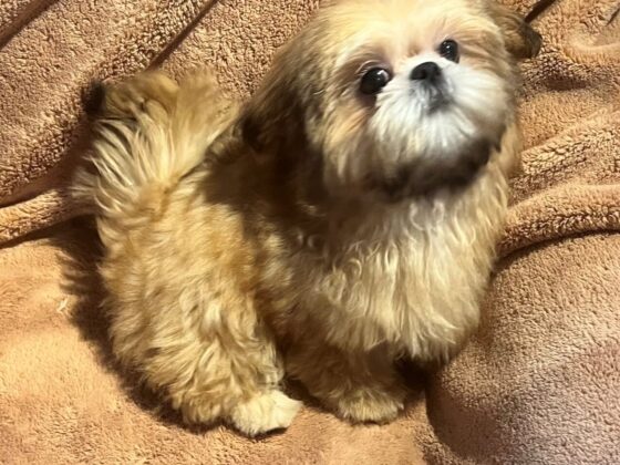 A small, fluffy dog with brown and white fur sits on a brown, fuzzy blanket, looking up at the camera.