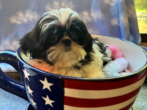 A small black and white dog sits in a large, American flag-themed teacup with a soft blanket inside.