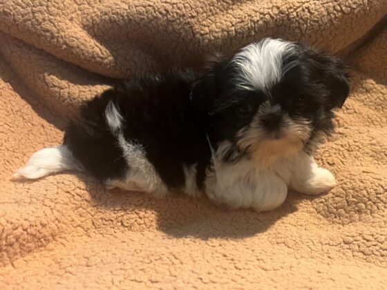 A small black and white puppy lies on a tan textured blanket.