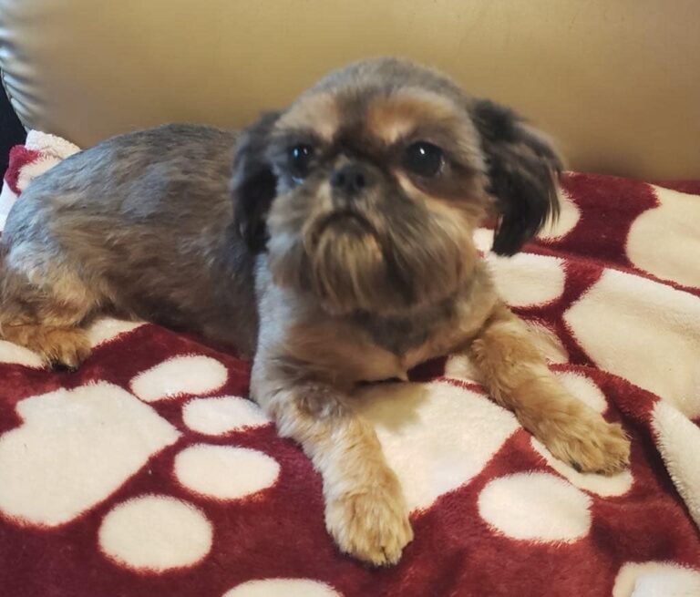 A small brown dog with a trimmed coat lies on a red and white paw-print blanket, looking slightly to the side.