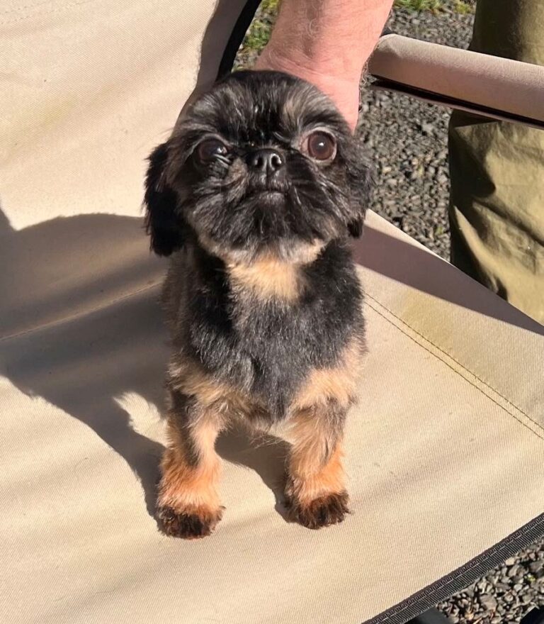 A small black and tan dog stands on a beige outdoor chair, with a person's hand gently holding its back.