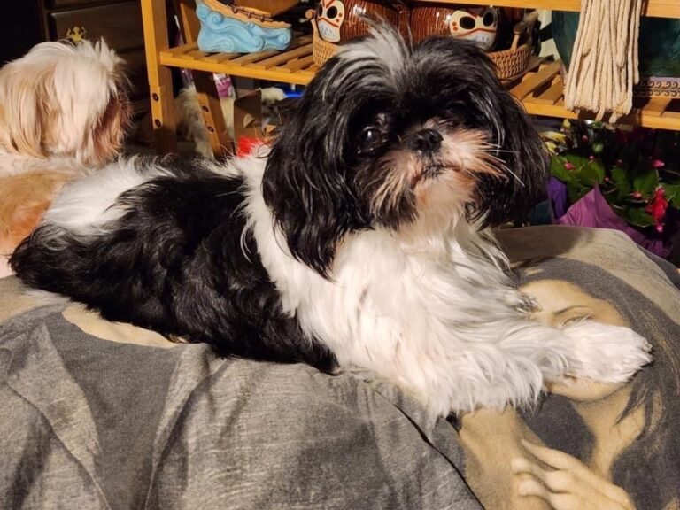 A small black and white dog lies on a bed with another brown and white dog in the background, surrounded by various items.