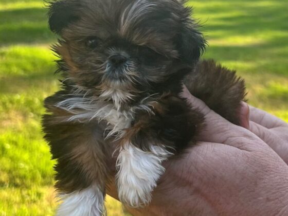 A small brown and white puppy with fluffy fur is being held up by a person’s hand in a grassy outdoor setting.