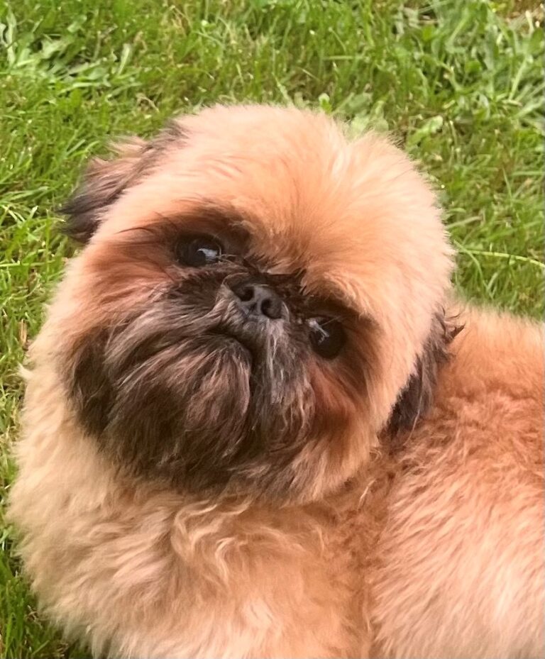 A small, fluffy dog with beige and black fur sits on green grass, looking up with a slightly tilted head.