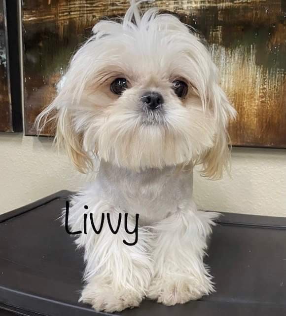 A small white dog with long fur sits on a surface, with the name "Livvy" written on the image.