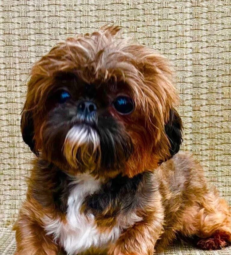 A small, brown, and black dog with a white chest rests on a woven surface, looking slightly to the left with a calm expression.